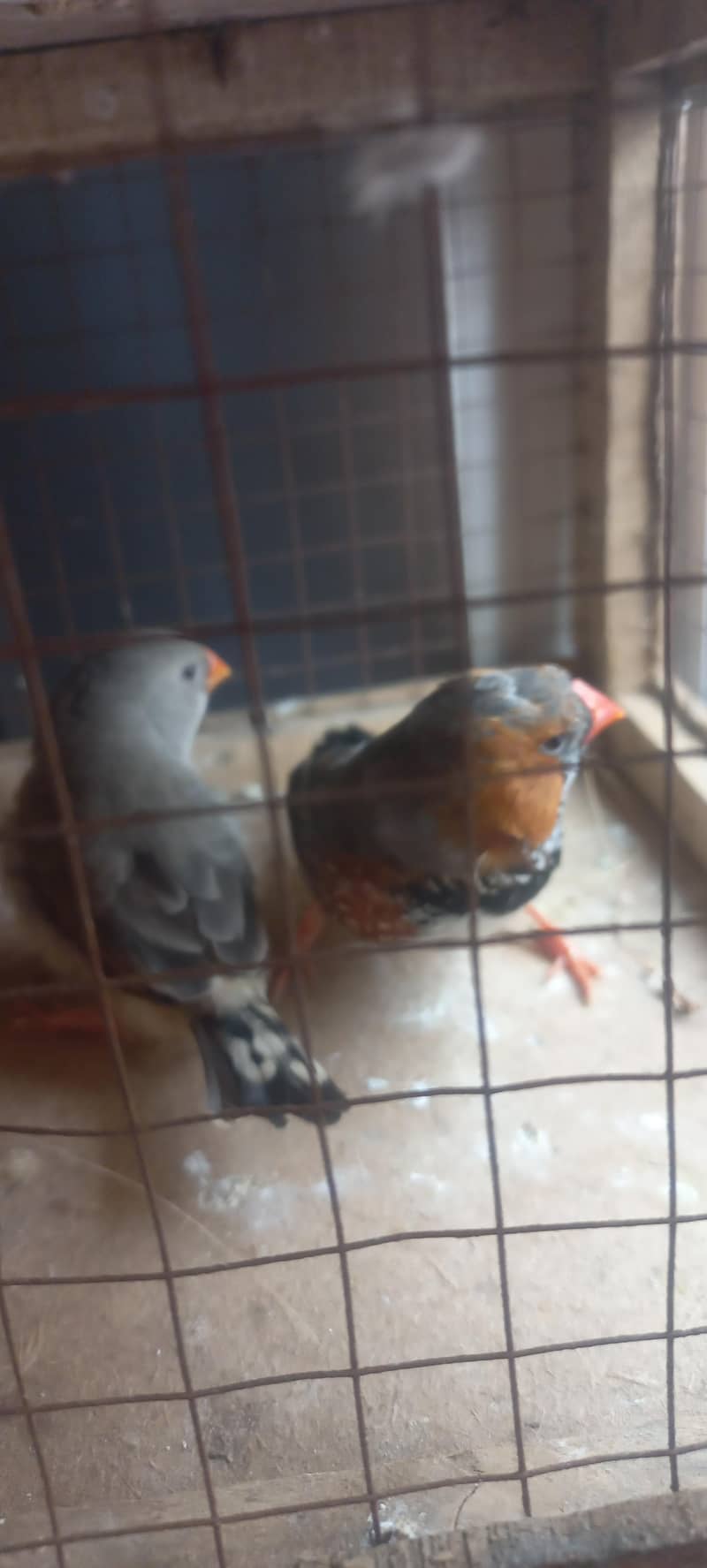 half orange finches & white java 2