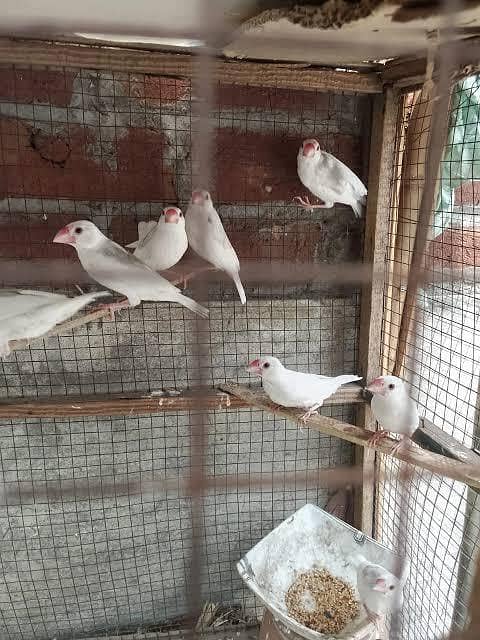 half orange finches & white java 3