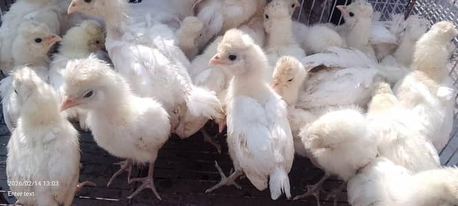 polish buff bantam Chiks available 03086778143