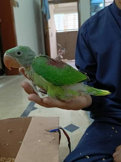 Kashmiri Raw Chick Male Hand Feed