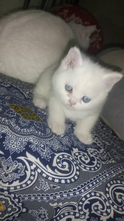Percian Kitten For Sale