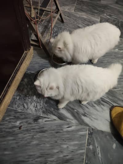 Persian Cats