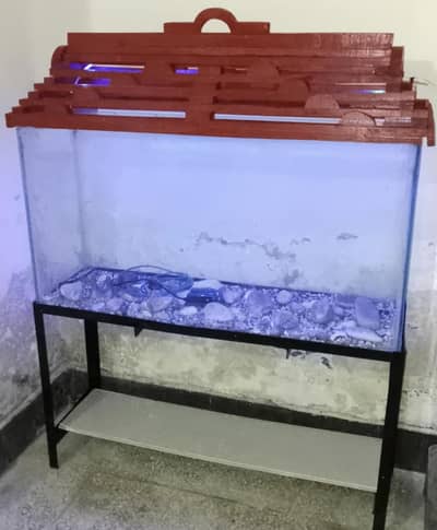 Fish Aquarium