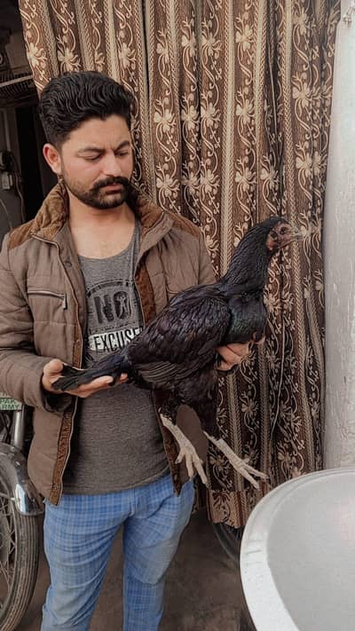 aseel pure valate barme