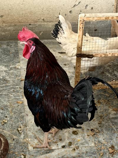 Hen and a rooster pair