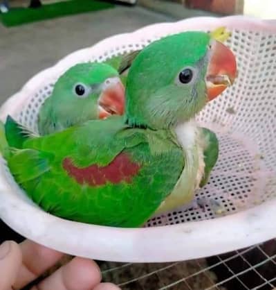 Kashmiri Raw Chicks Male Female