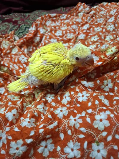 yellow ringneck chick