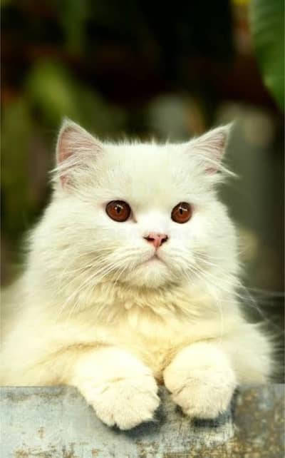 White Persian long ( DOUBLE COATED ) cat 