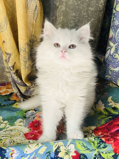 persian male kitten