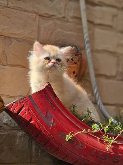 Persian Kittens for Sale 15K Each