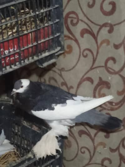 black magpai  red magpai .  female   h  our full white pair  h