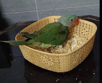 Kashmiri Raw Chick Male