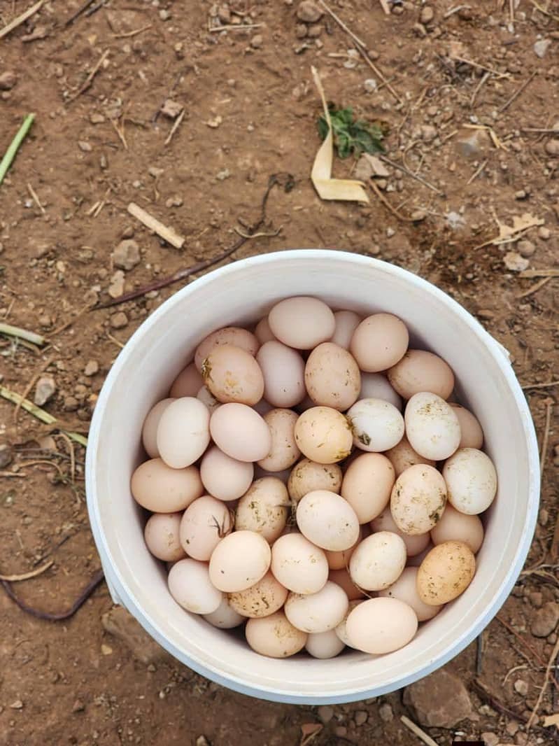 دیسی مرغیاں اور دیسی انڈے 1