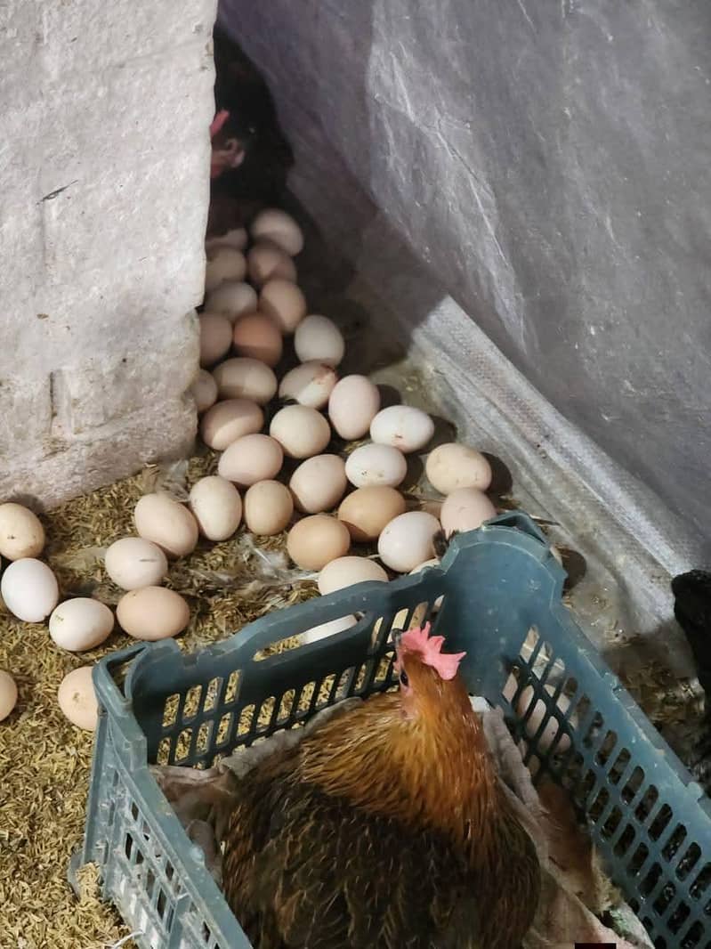 دیسی مرغیاں اور دیسی انڈے 2