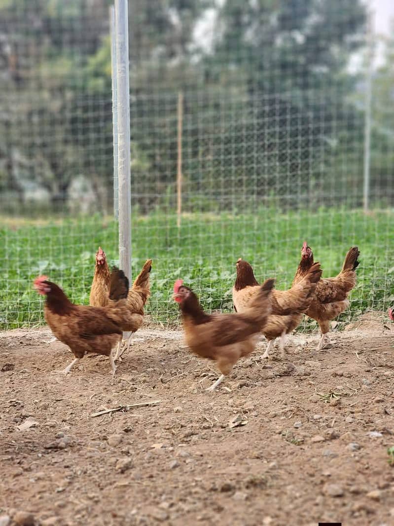 دیسی مرغیاں اور دیسی انڈے 3