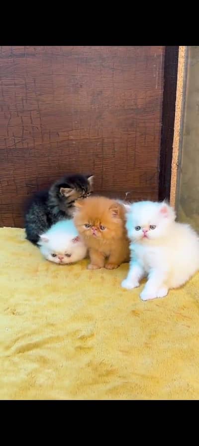 Persian cat for sale male or female 03354718239 my WhatsApp number