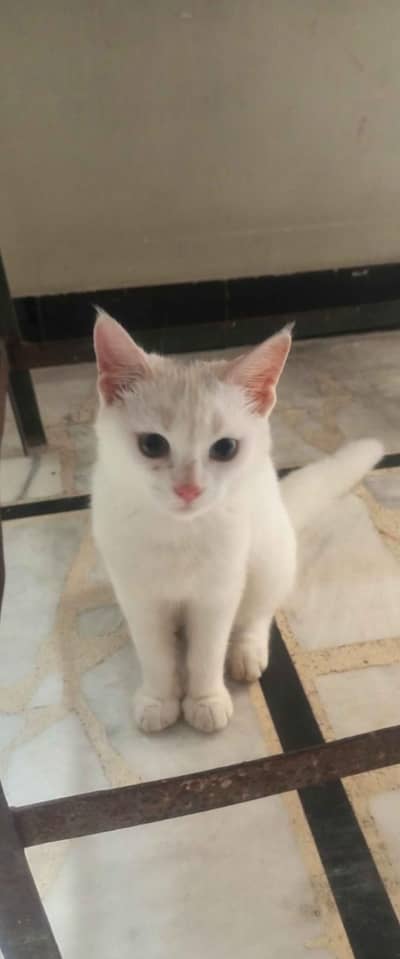 female persion cat for sale