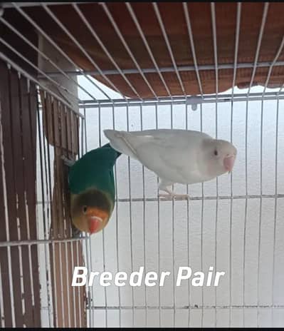 Lovebirds Pair and Pathy