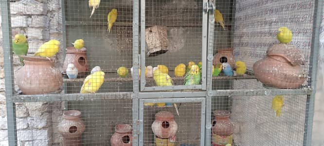 parots with cage