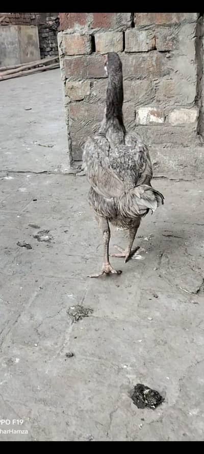 pure Aseel quality hen