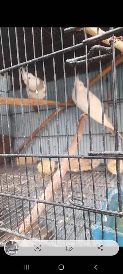 cocktails paid eno love bird pairs