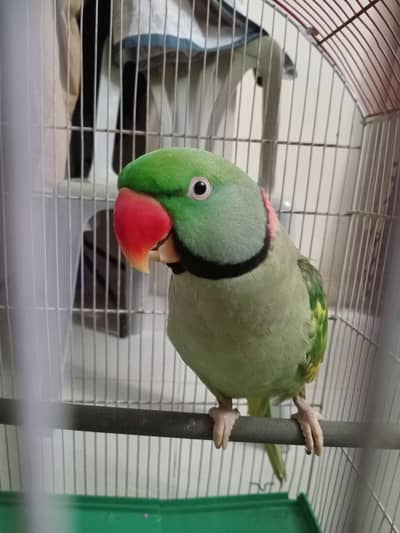 Male Indian Red neck parrot