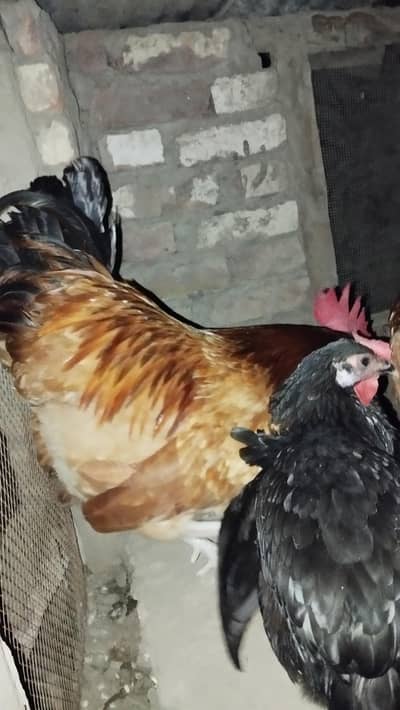 Golden Misri Male and females for sale