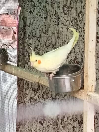 cocktail birds