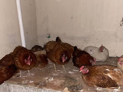 Andy deny wali murgia