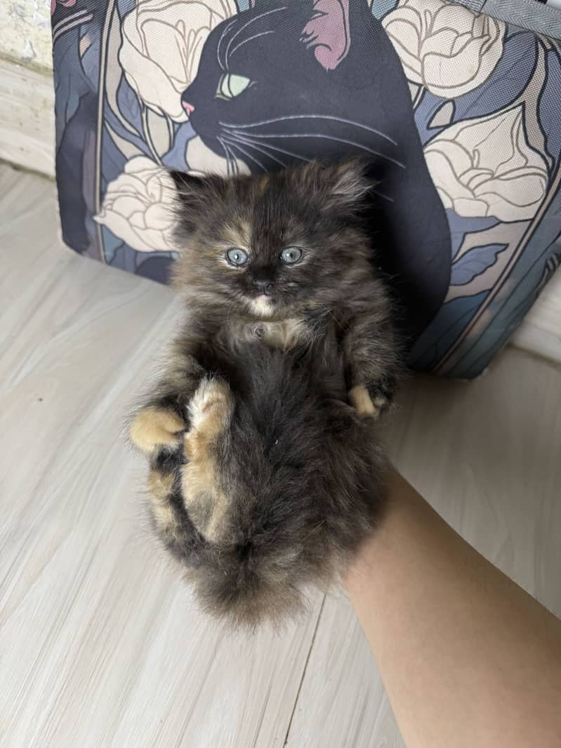 Pure Persian kittens pair 2