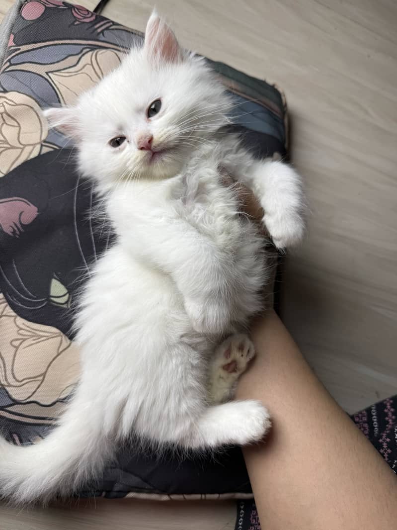 Pure Persian kittens pair 3