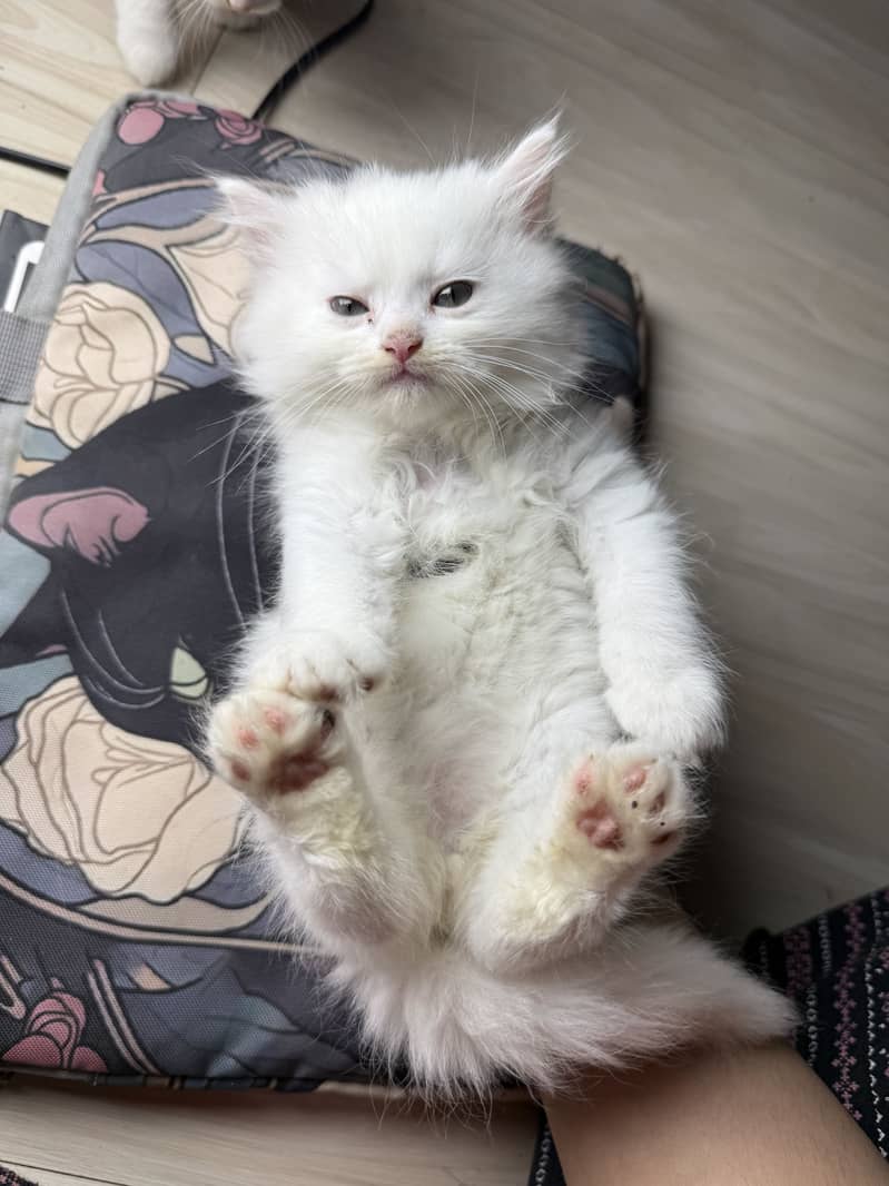 Pure Persian kittens pair 4