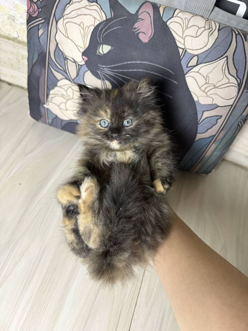 Pure Persian kittens pair 5