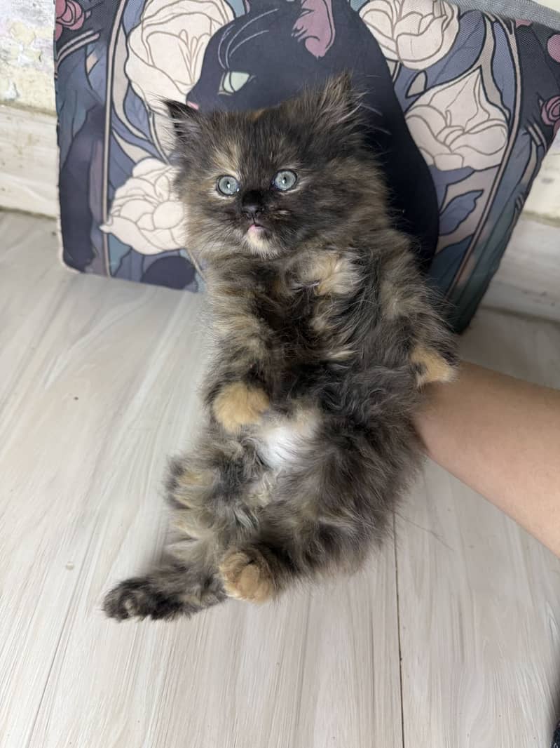 Pure Persian kittens pair 6