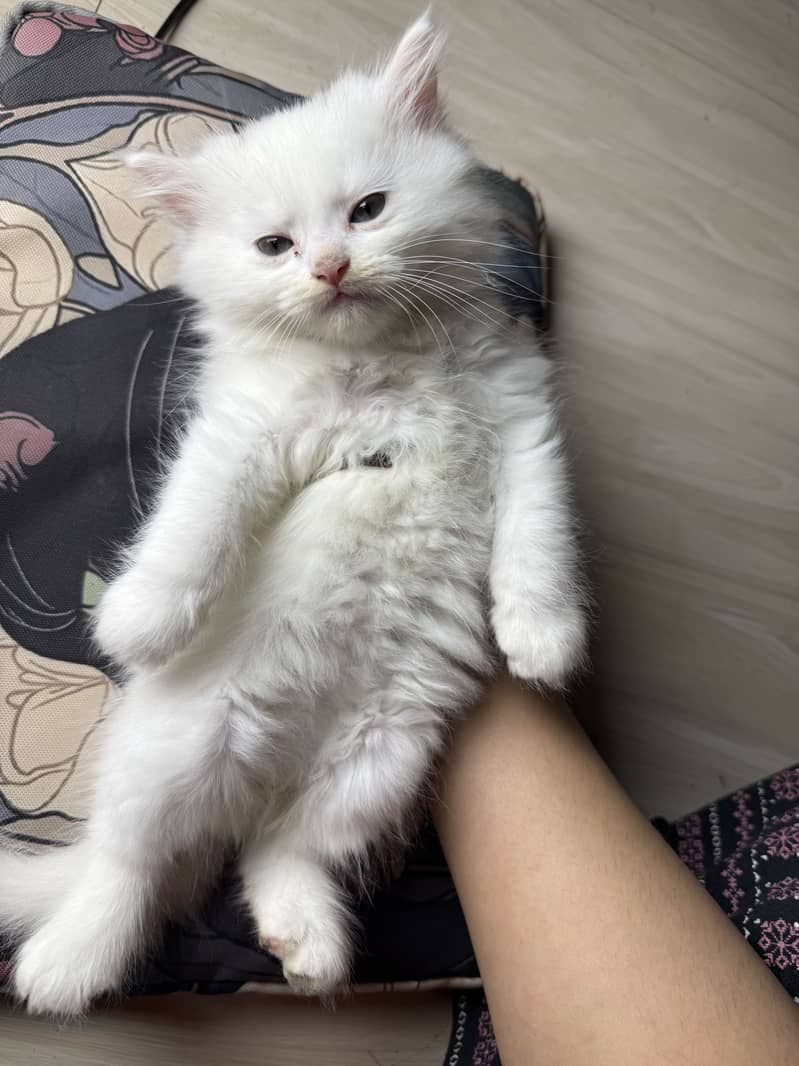 Pure Persian kittens pair 8