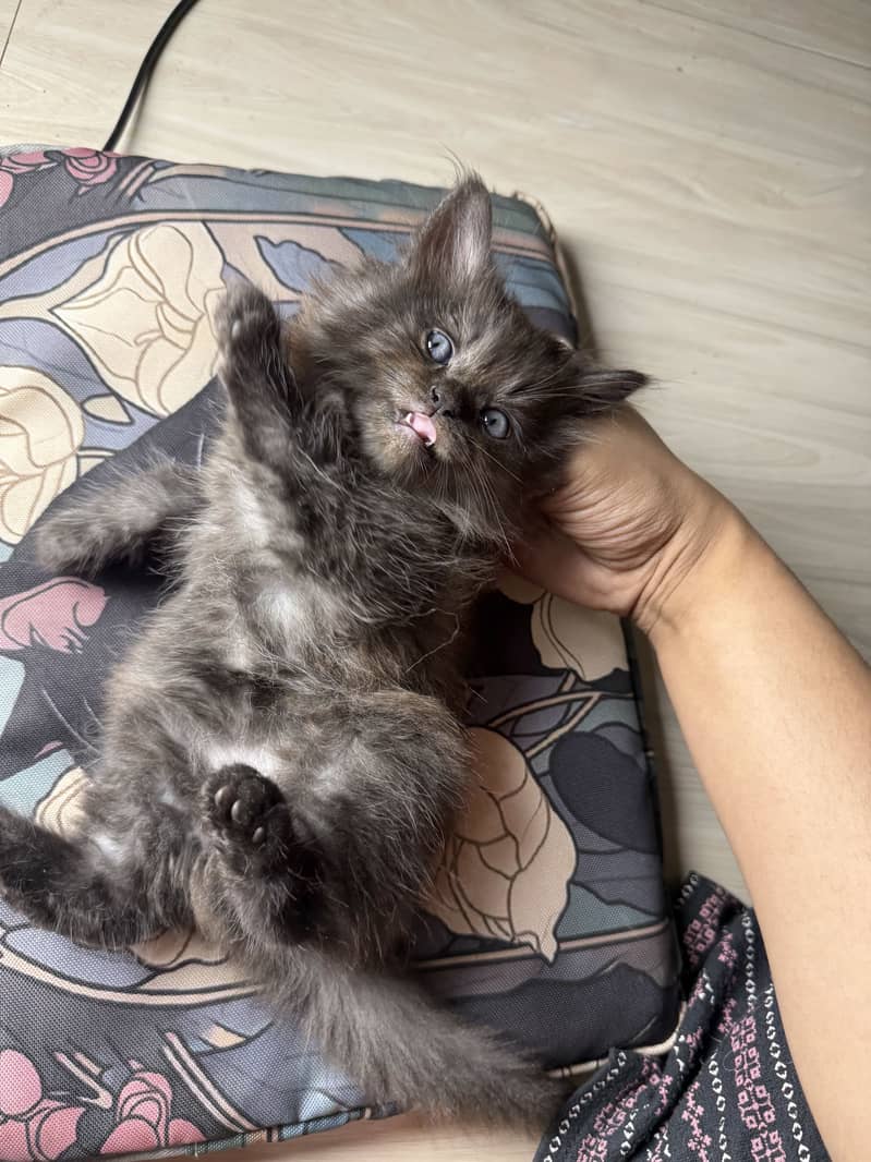 Pure Persian kittens pair 9