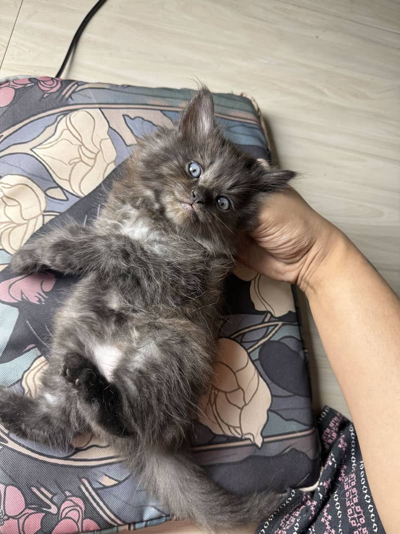 Pure Persian kittens pair 10