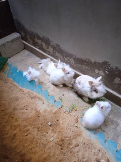 Two pairs of teddy baby dwarf rabbits and an adult male rabbit