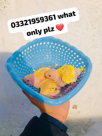 Yellow Ringneck Chicks Available