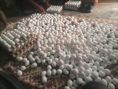 Organice fresh layer egg