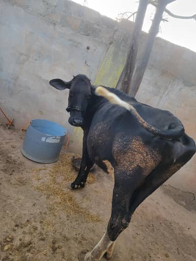Jersy cross Cow for sale