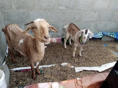 Goat with male bakra