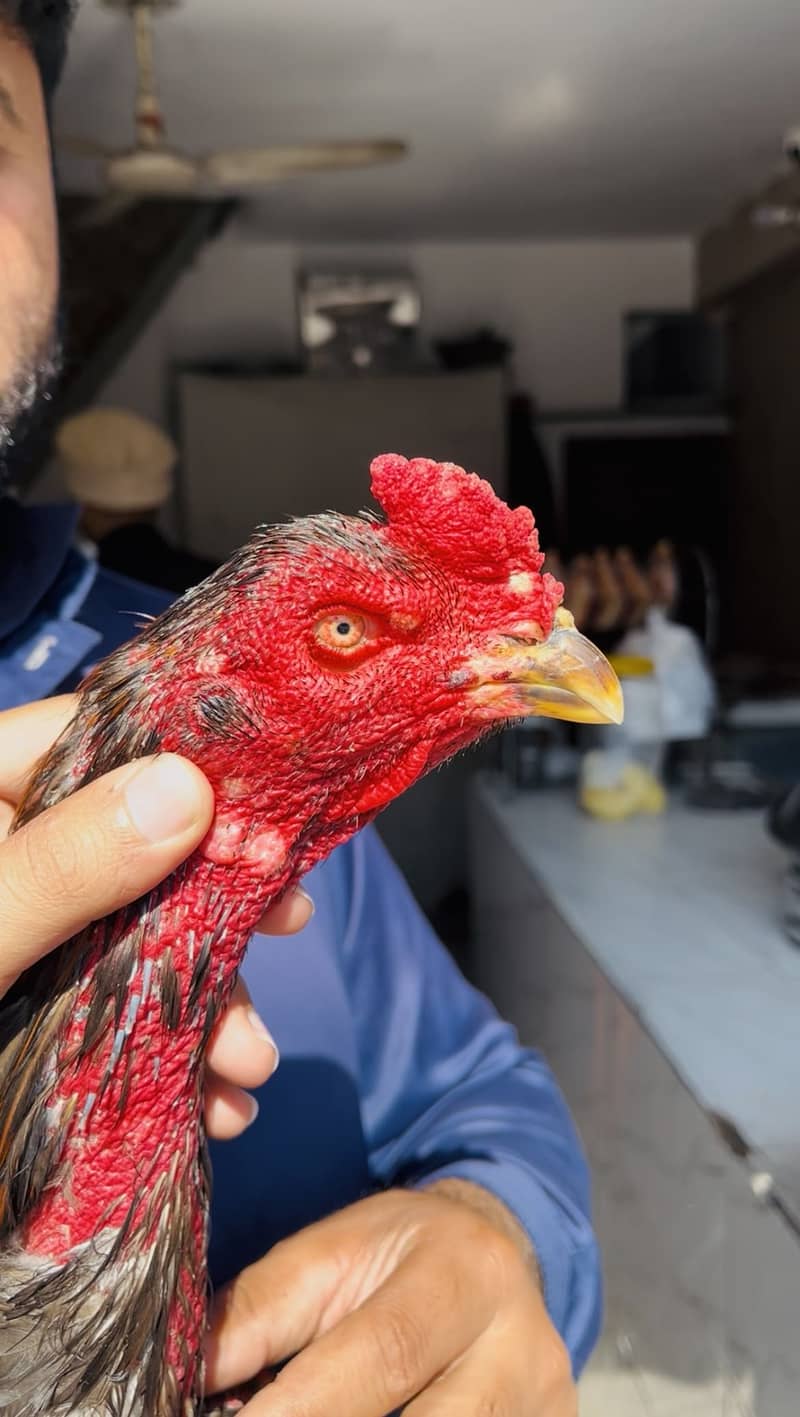 Turkish Hint Patha 1