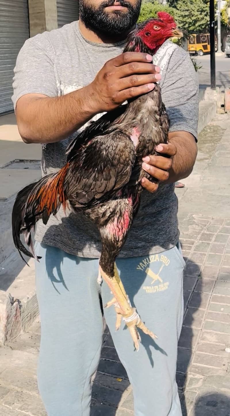 Turkish Hint Patha 2