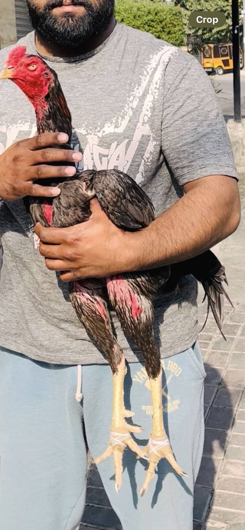 Turkish Hint Patha 3