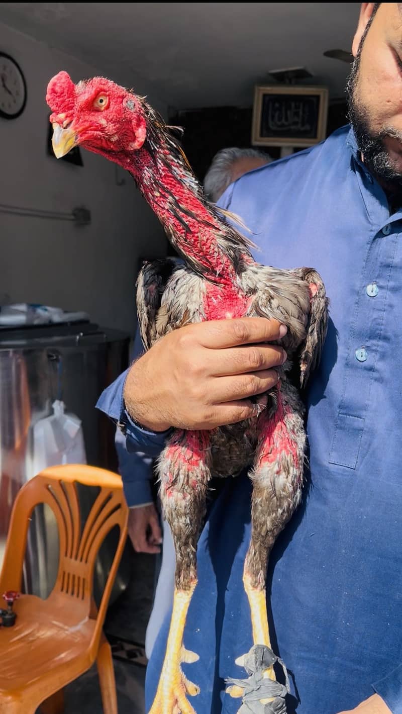 Turkish Hint Patha 4