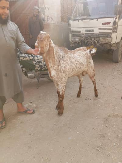 pure Makkah cheni bakra 4 dant