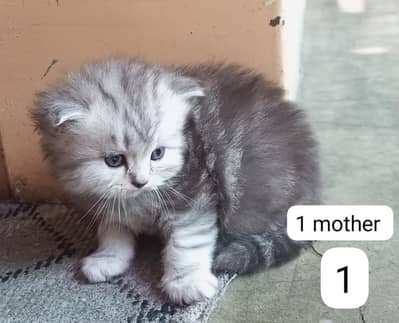 for sale perasian trippel cot