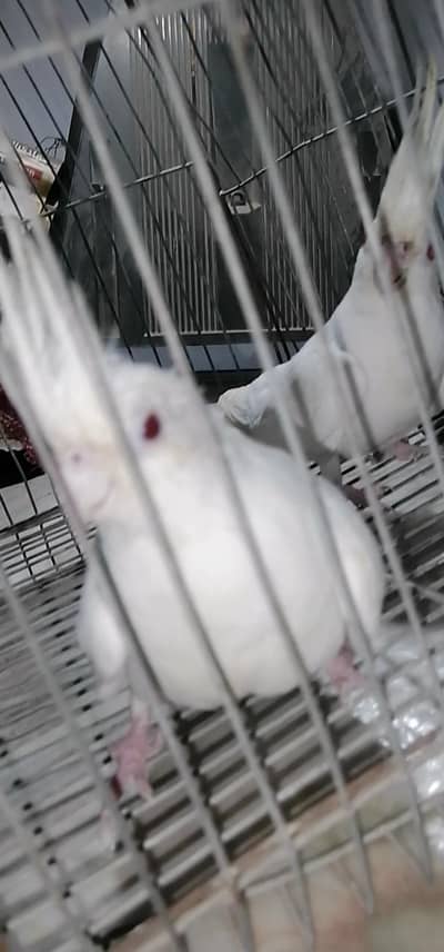 breeder pair 03003533632 what's app