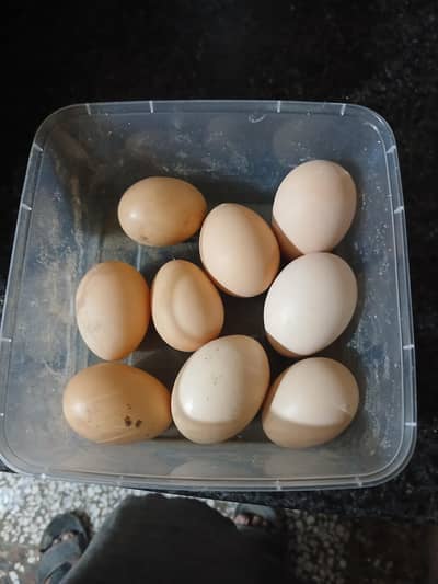 fertile eggs golden buff